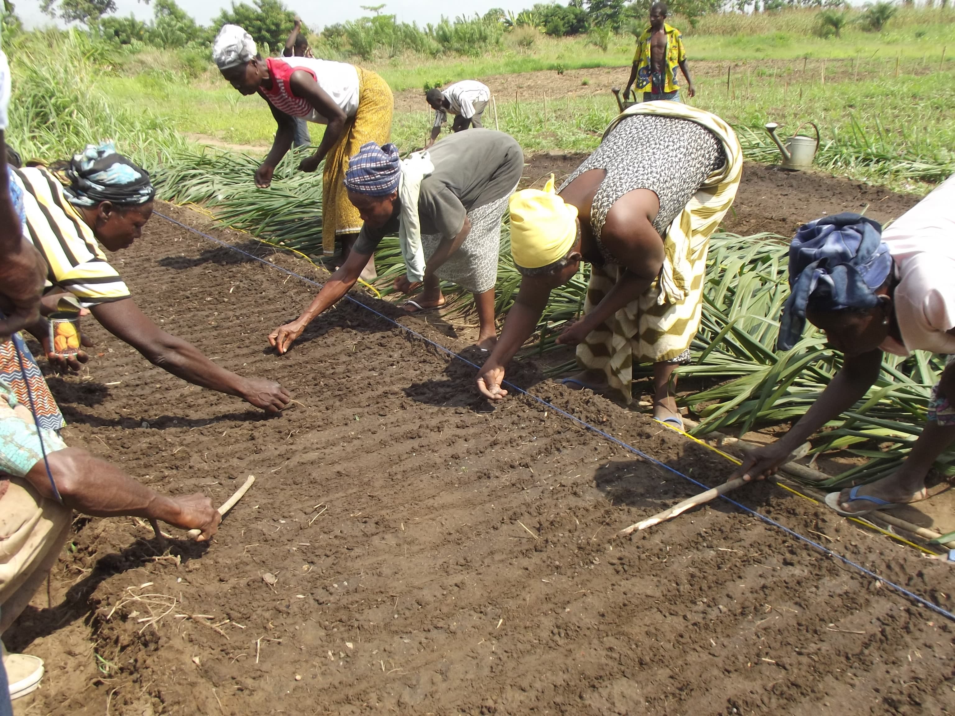 Agriculture Durable, Sécurité Alimentaire et Résilience Économique